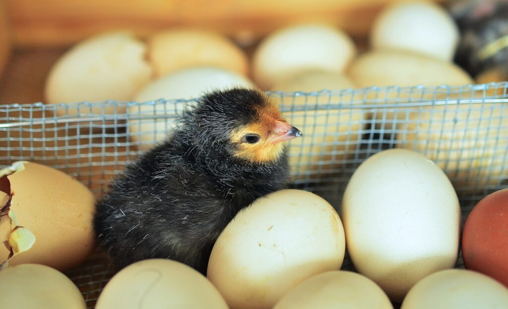 chicks, egg, hatched